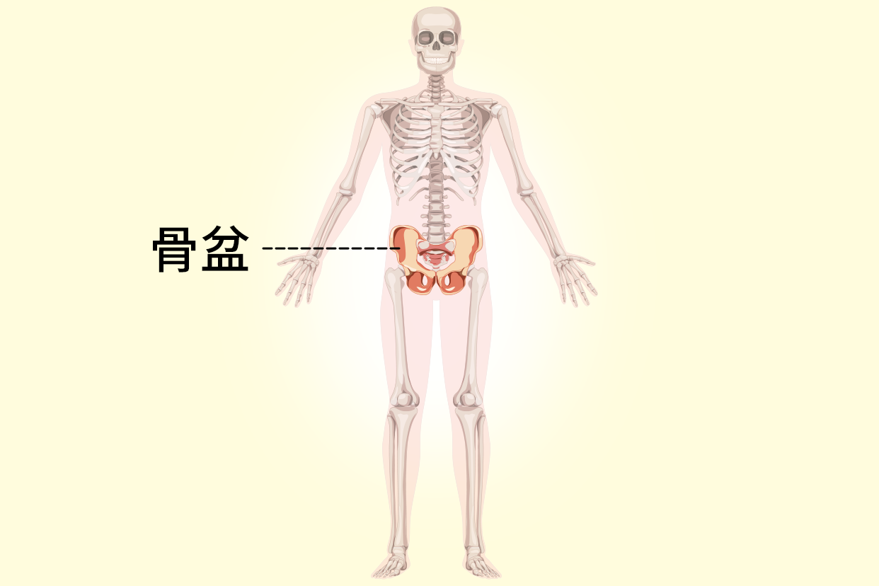 骨盆位置图片