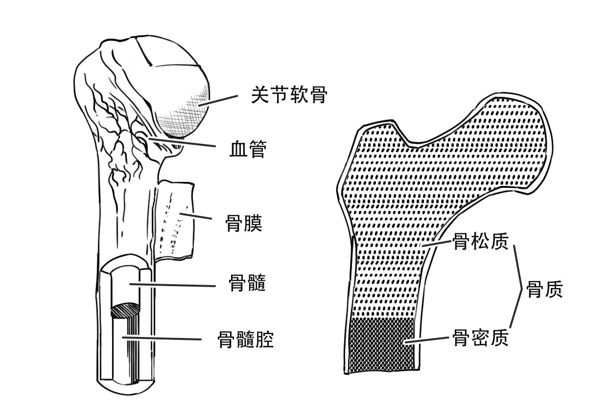 长骨的解剖结构模式图