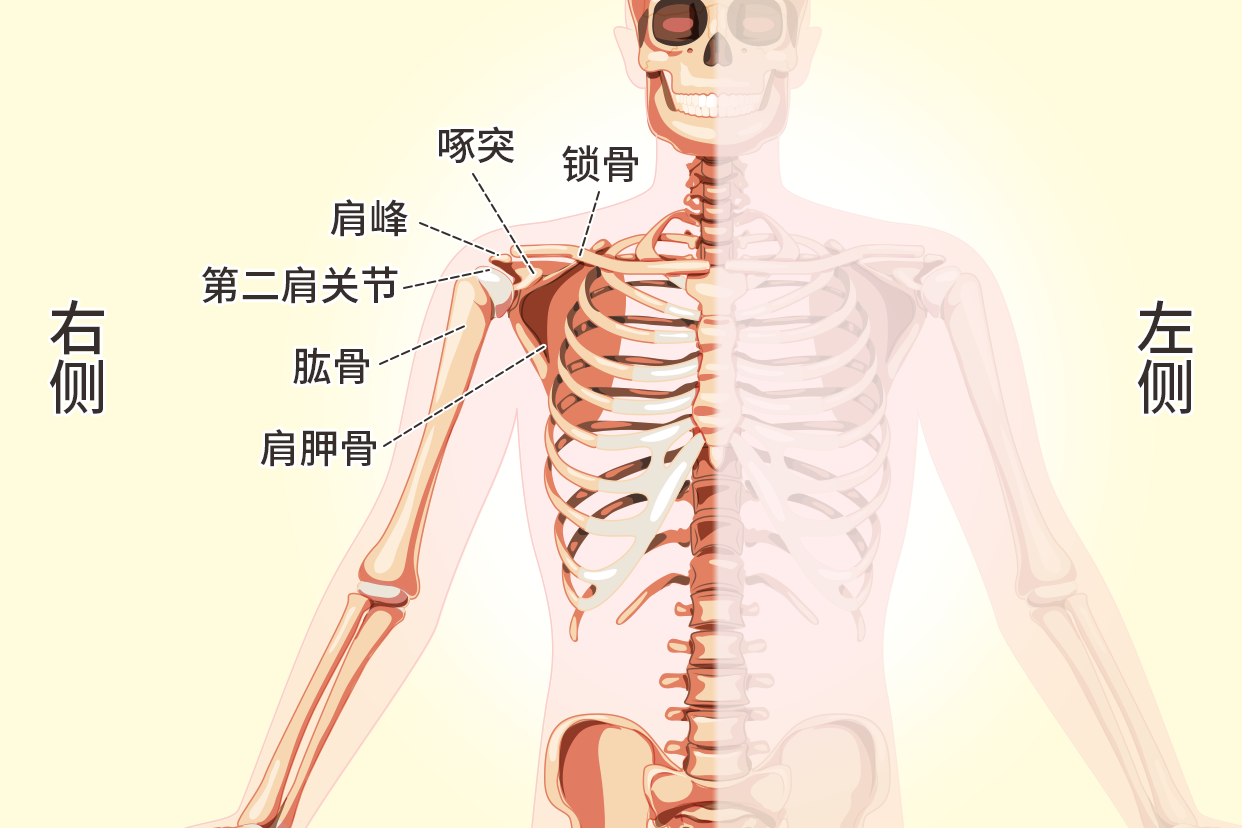 人体右肩膀骨骼示意图