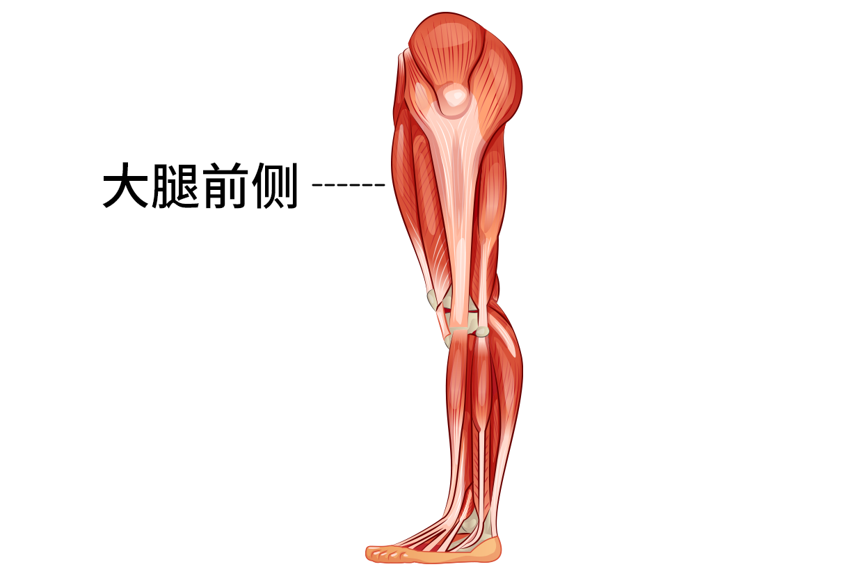 大腿前侧位置图
