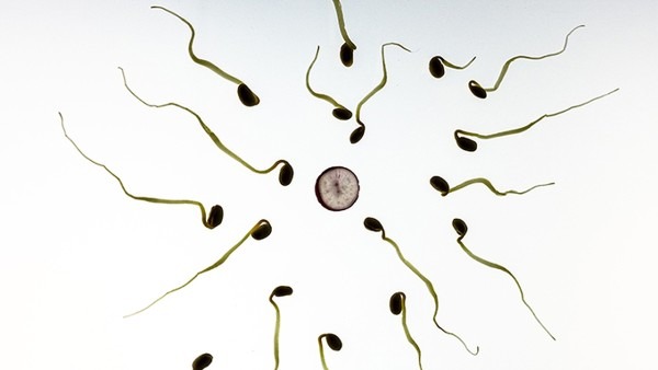 百科小知识  告诉你精子与卵细胞的区别