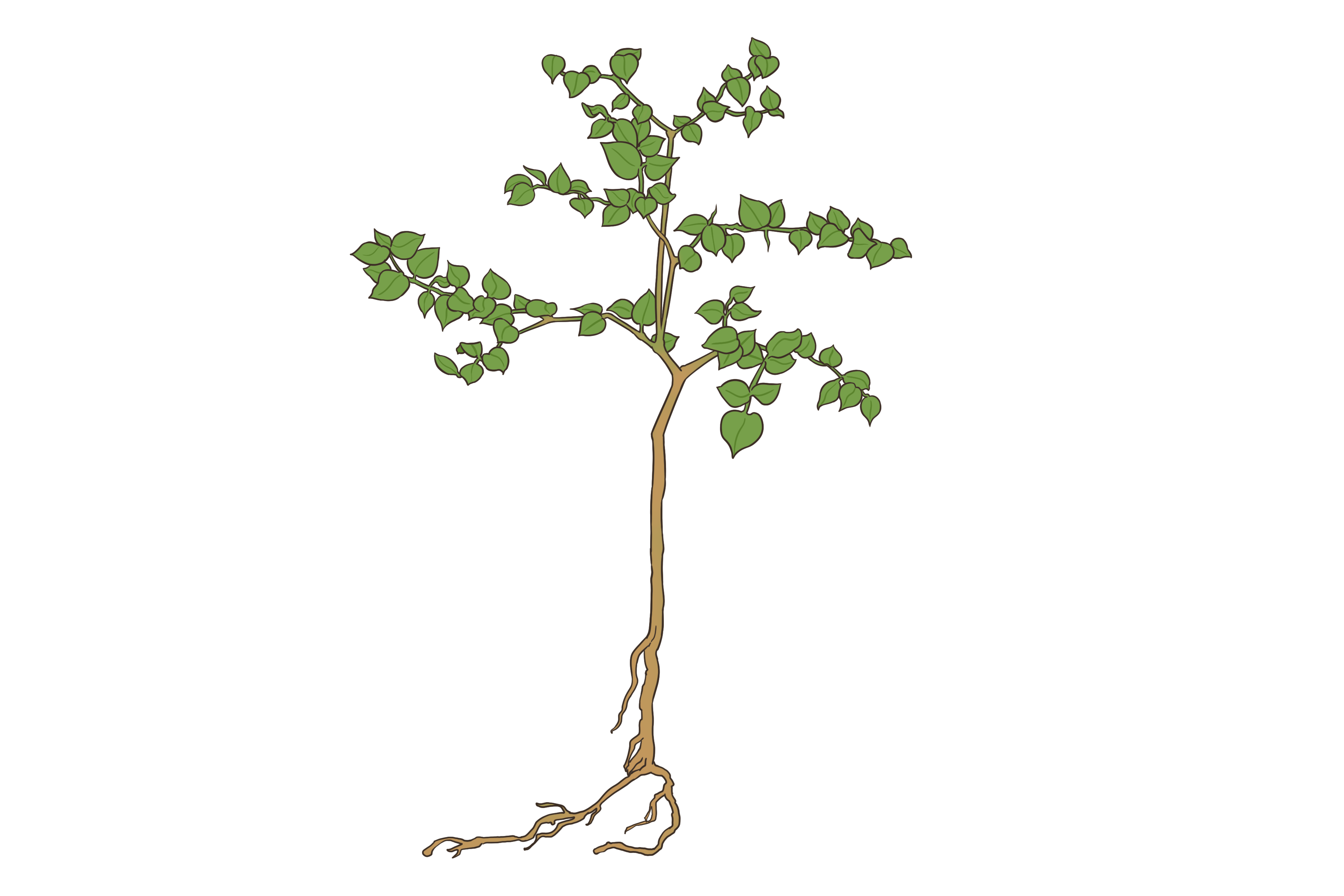 中药天针的图片（天针是什么草药）