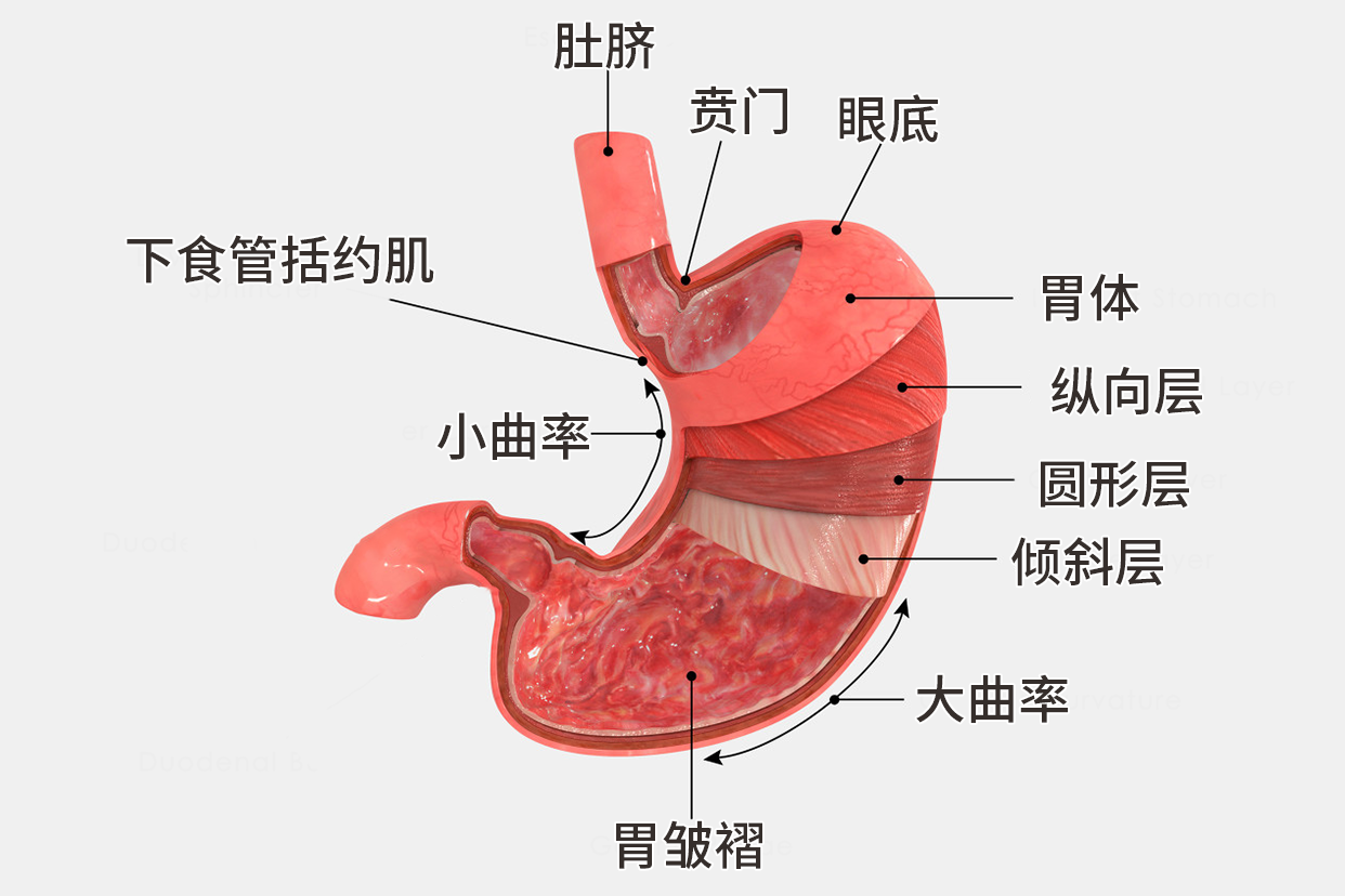 胃的内部结构图 胃的内部结构图示