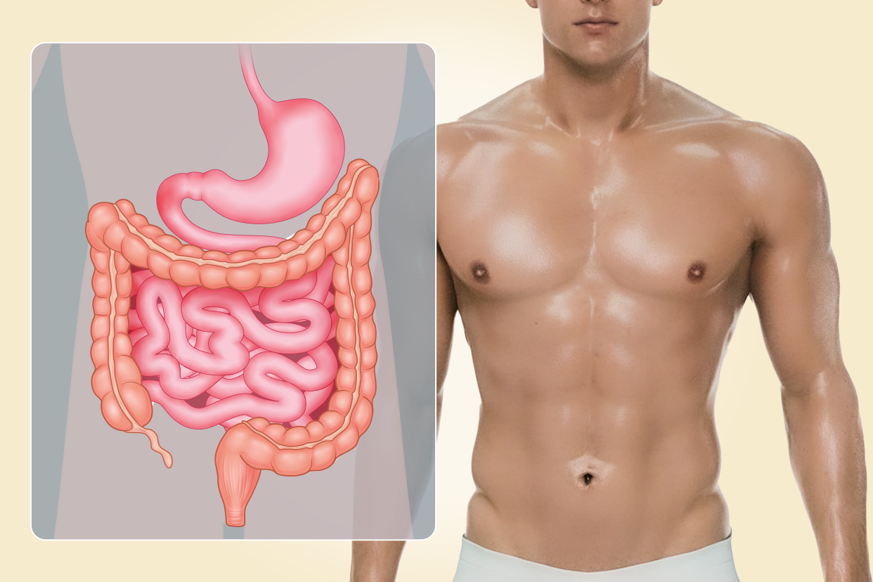 男性肠胃图 男性肠胃图片