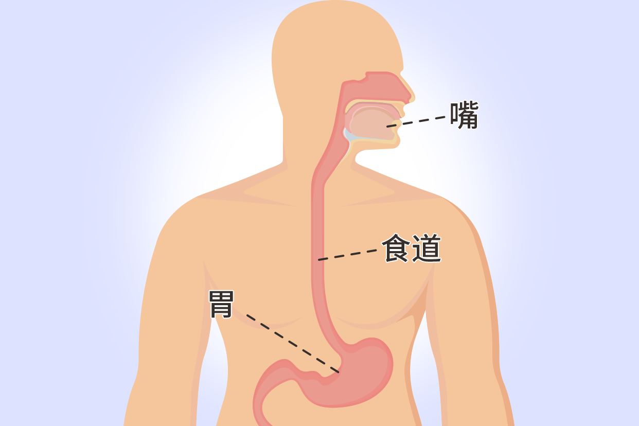 从嘴到胃的内部连接图（食道与胃的连接图）