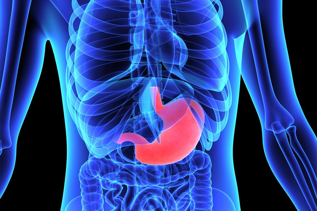 胃在左肋骨什么位置图 胃跟肋骨的位置图片