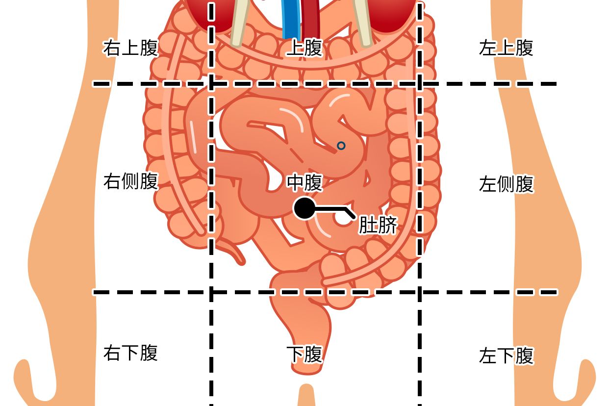 肚脐右下方是什么部位图 肚脐右下方是什么部位图解