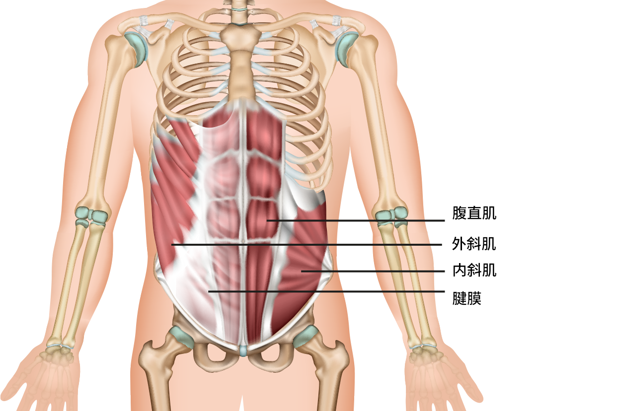 腹壁前外侧位置图片 腹后壁位置图