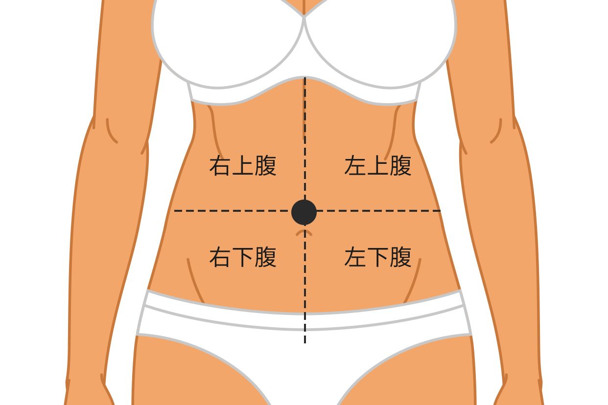 腹部分区四分法图片（腹部四分法解剖图）
