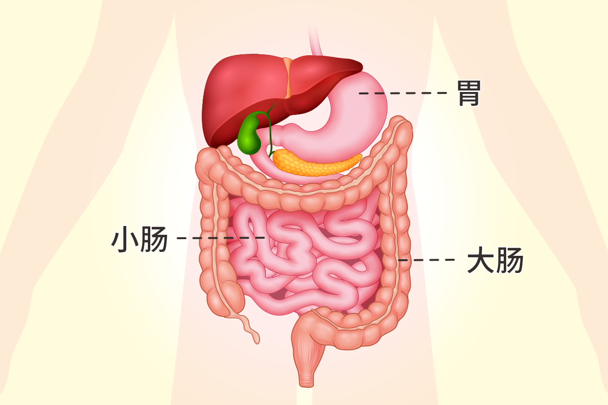 胃跟小肠跟大肠连接图（胃和小肠连接图）