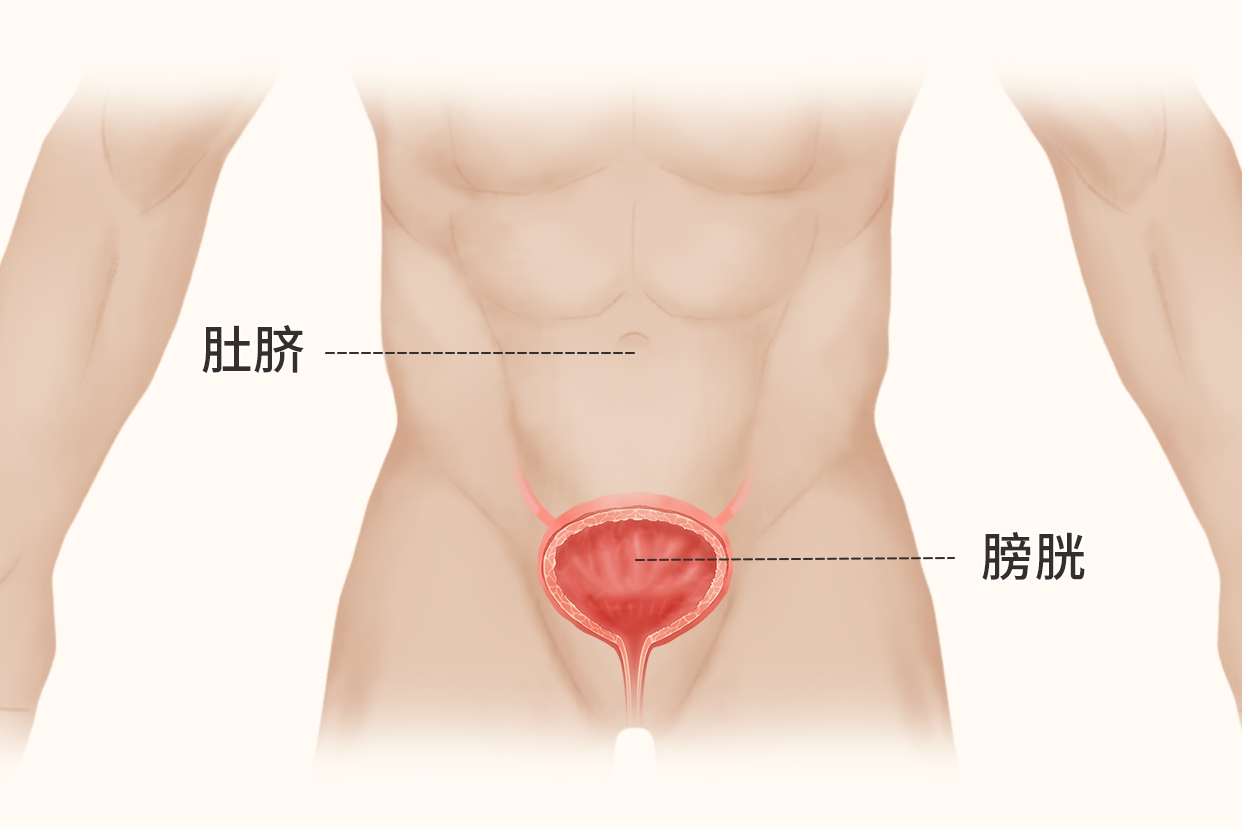 膀胱与肚脐位置示意图 膀胱上面肚脐下面是什么部位