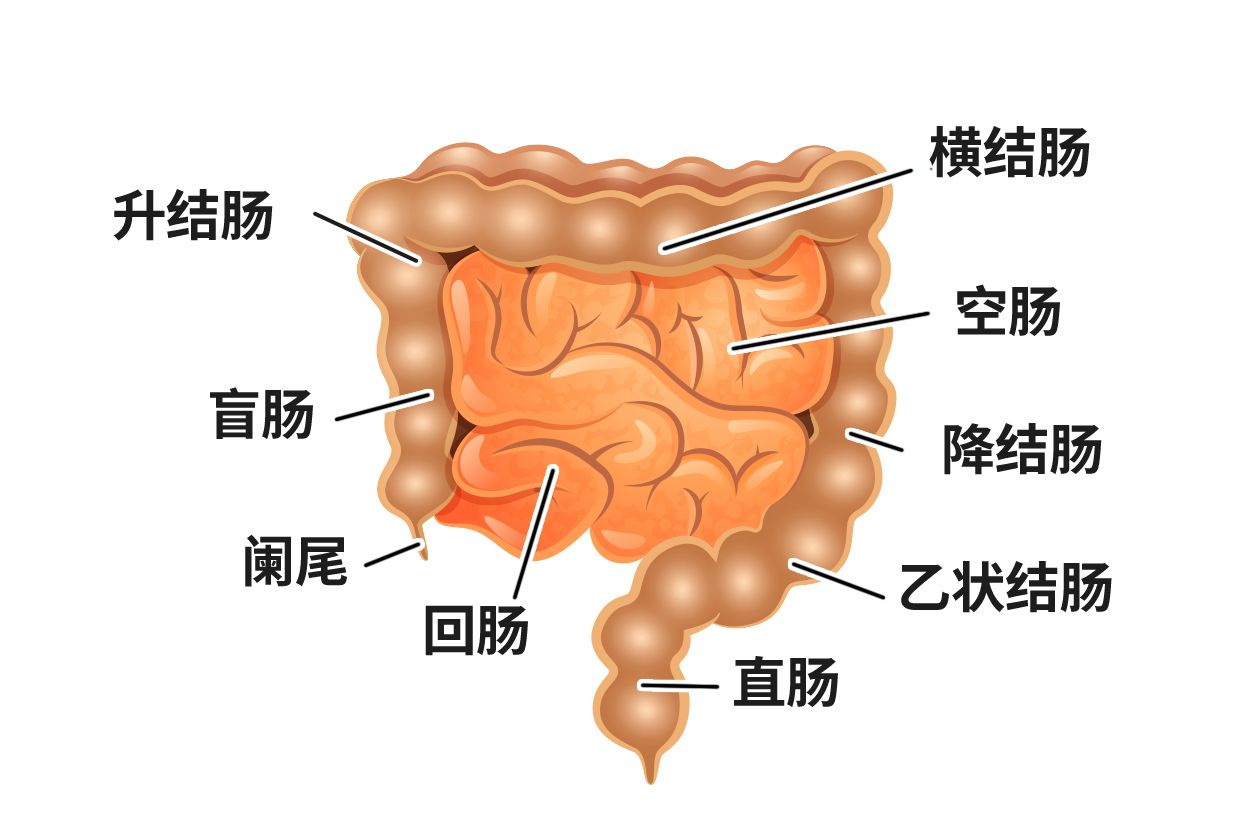 下消化道解剖图（下消化道解剖图解）