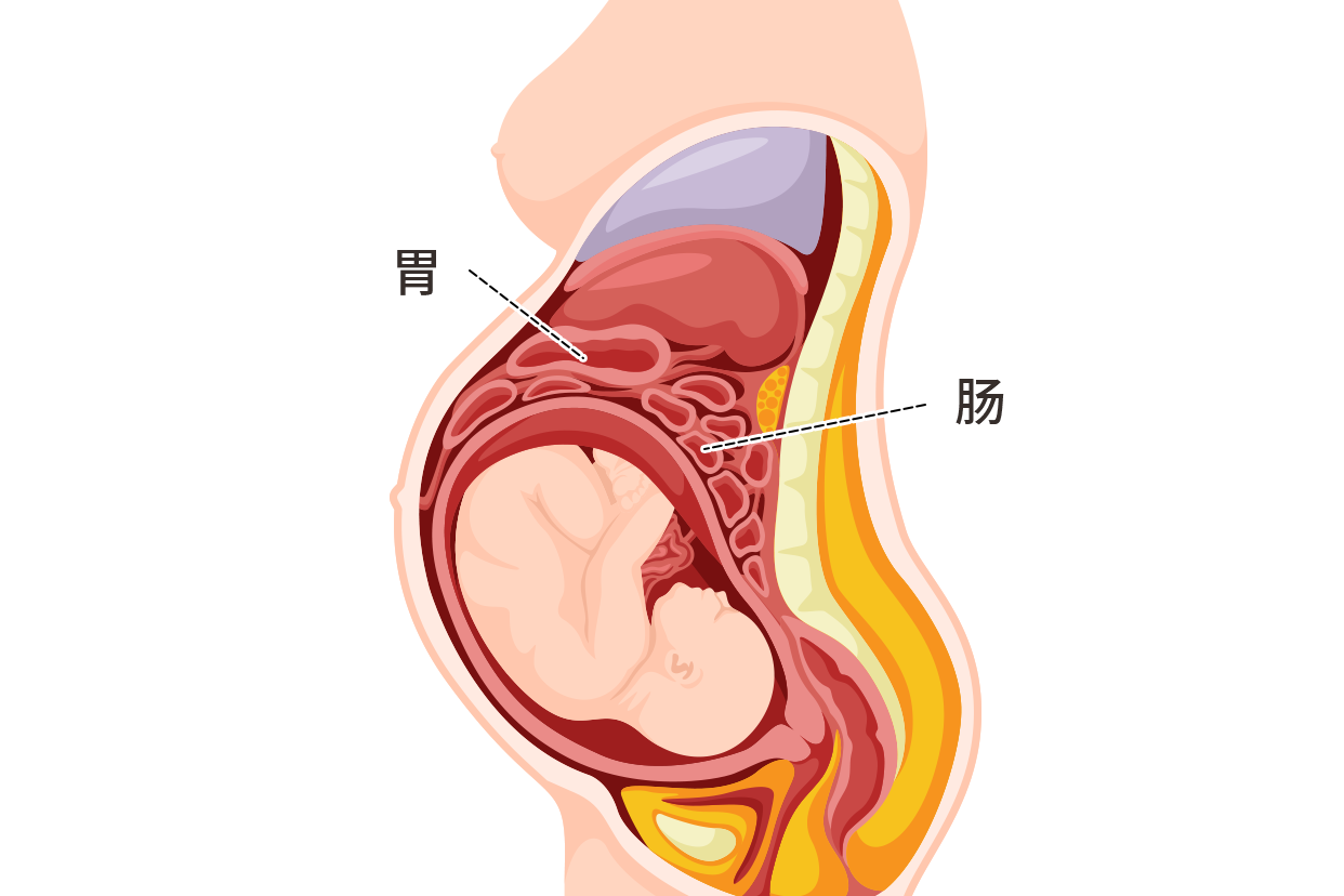 孕妇被挤压的肠胃图片（孕晚期肠胃挤压图片）