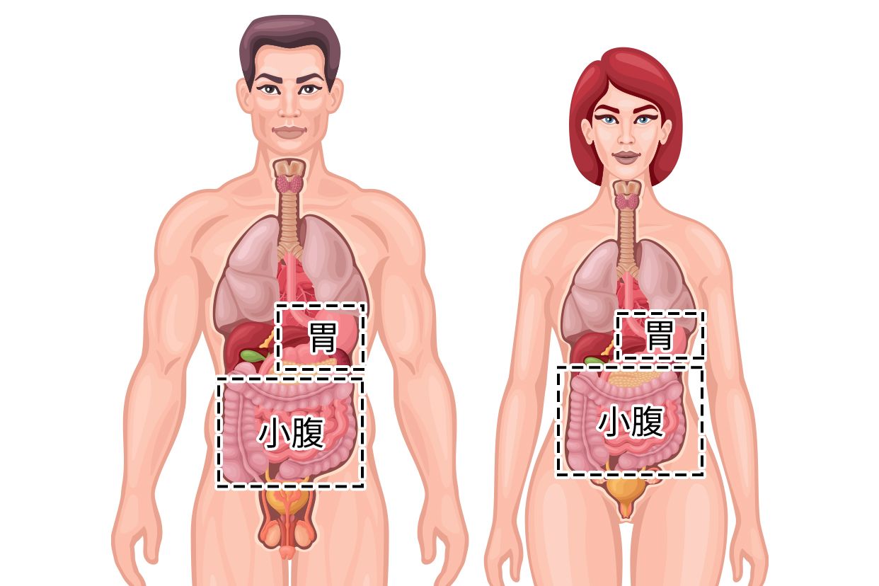 胃和小腹的位置图片