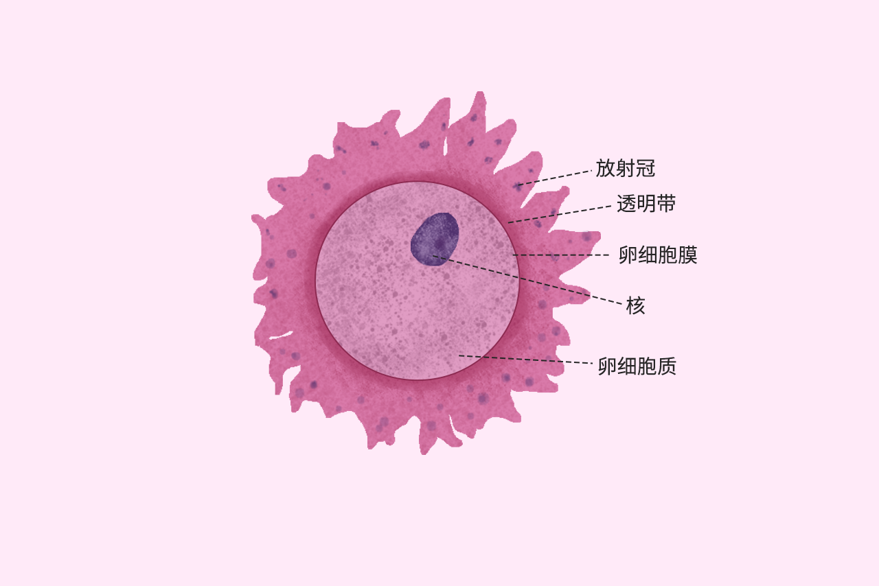 卵细胞结构图