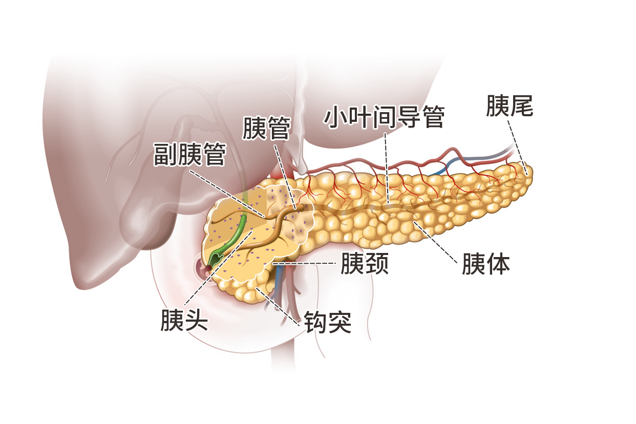 胰腺结构示意图 胰腺结构示意图