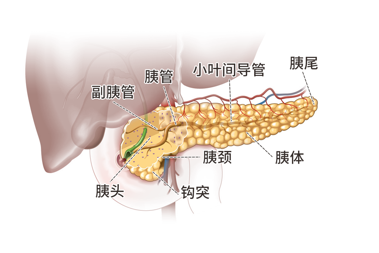 胰腺结构示意图