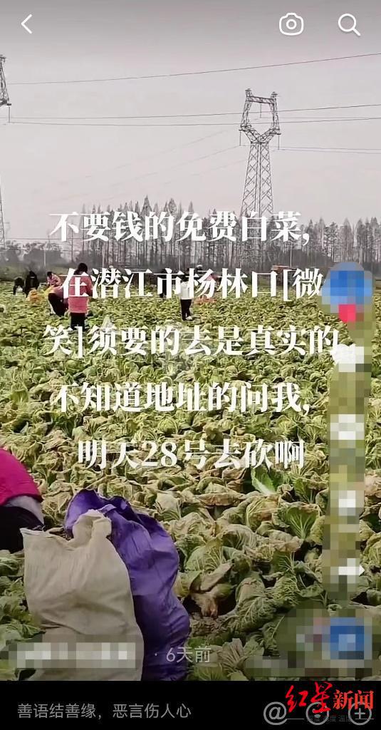 湖北种植户几百亩白菜被偷“一颗不剩”，当地村民：有人拿三轮车全拉走 警方称已处理      