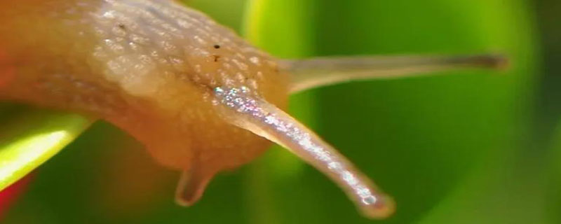 触碰蜗牛的触角蜗牛会有什么反应