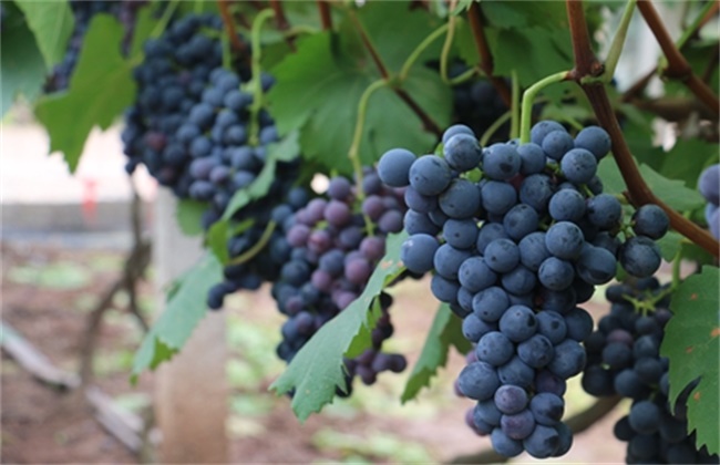 葡萄是几月份种植（葡萄几月份栽种）