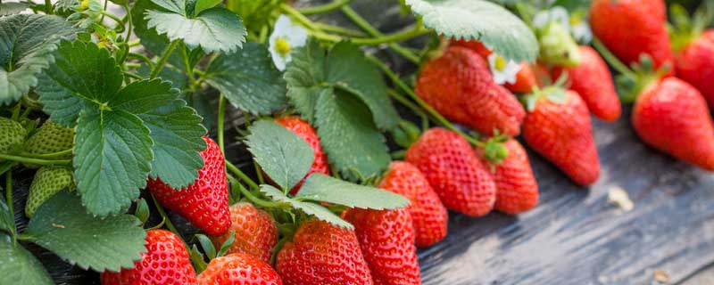 草莓追肥什么肥料 草莓追肥什么肥料好