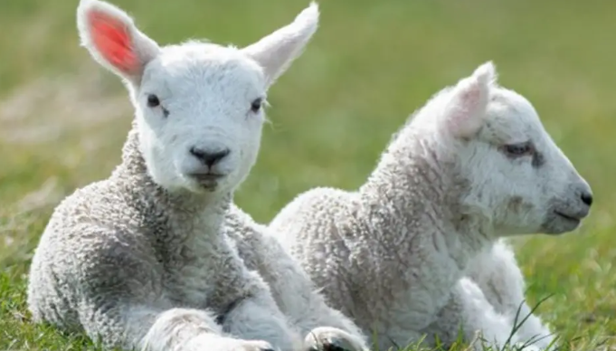 绵羊的养殖注意事项有哪些（养绵羊需要注意什么）