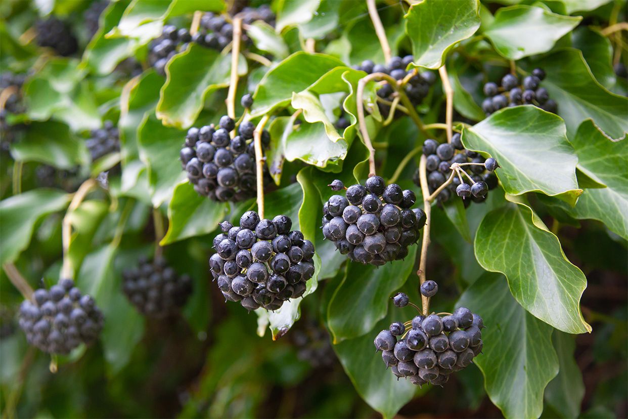 中药常春果图片（常春果的功效与作用）