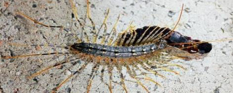 腿特别多的虫子叫啥 蚰蜒出现在家里意味着什么