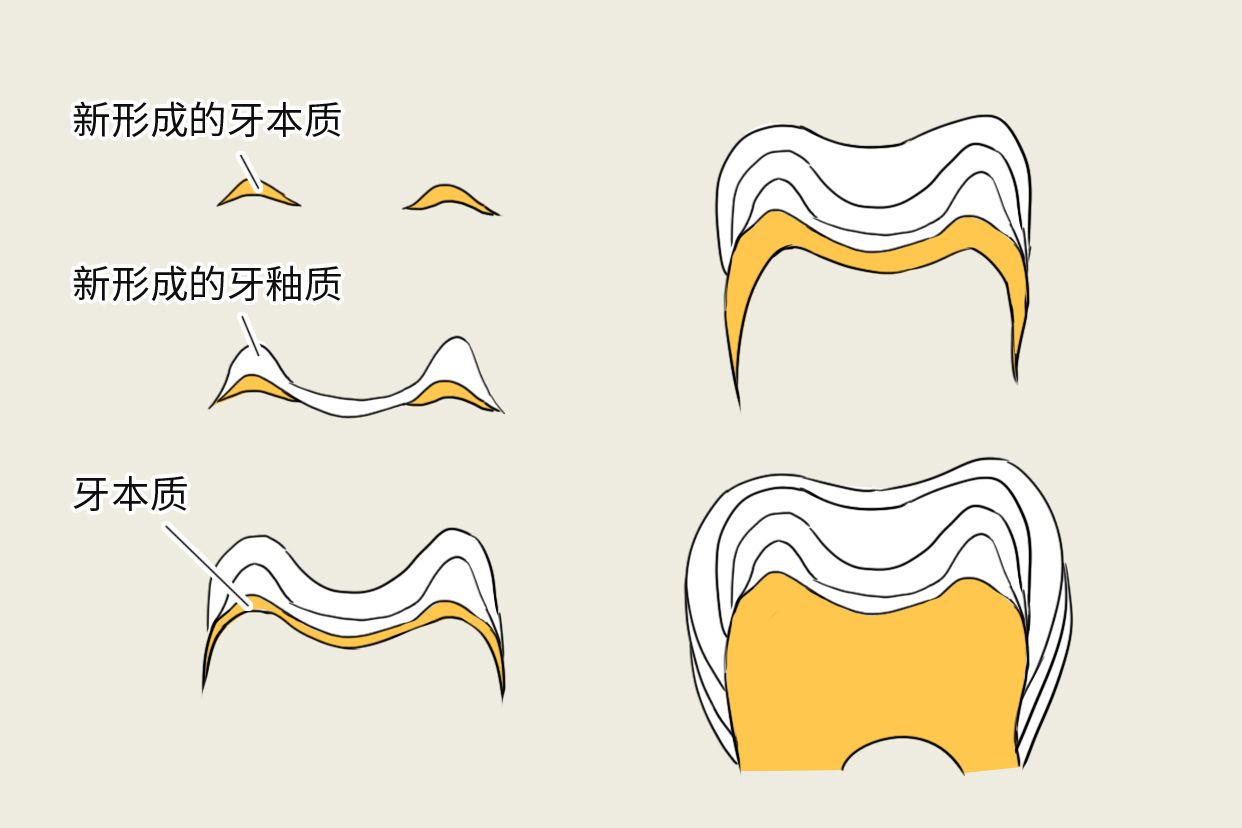 牙釉质生长线图片（牙釉质生长发育线）