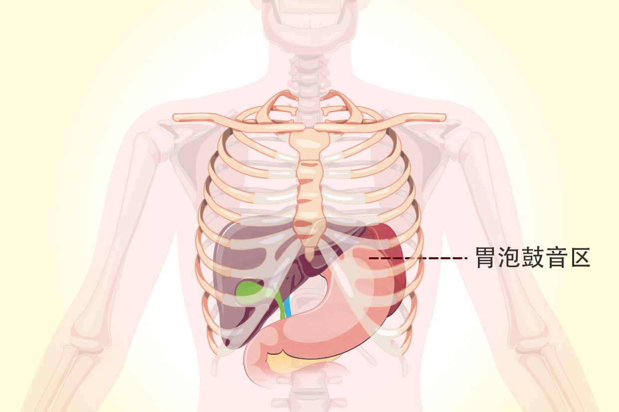 胃泡鼓音区示意图 胃泡鼓音区叩诊位置