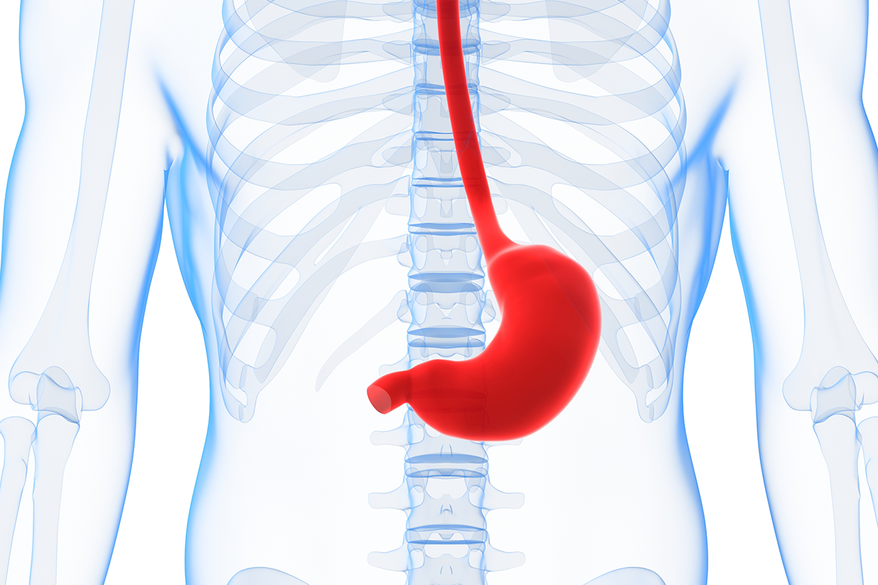 胃窦在肋骨什么位置图（胃窦在胃位置图）