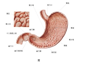 贲门结构图 贲门解剖结构