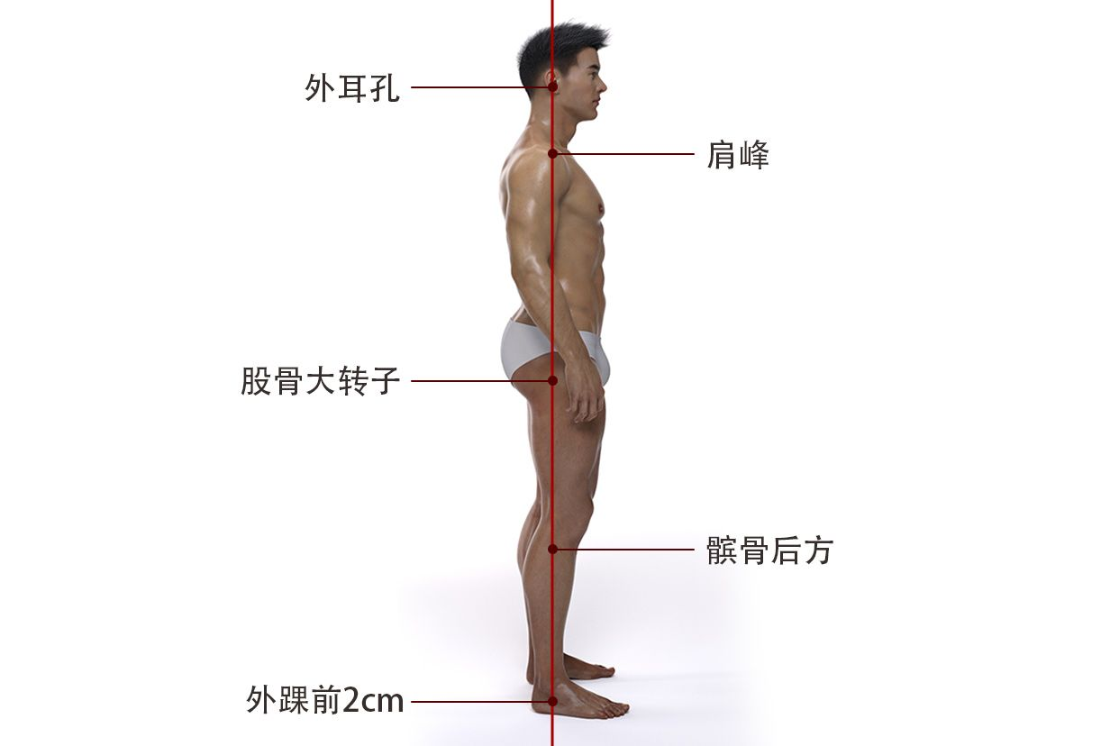 人体正常力线图示（人体力线示意图）