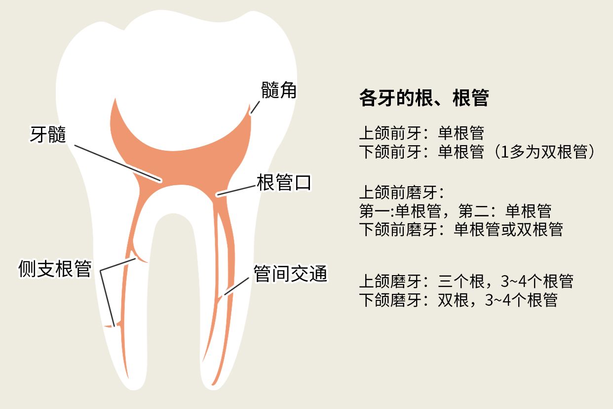 后牙一般几个根管图片（后牙齿有几根根管）