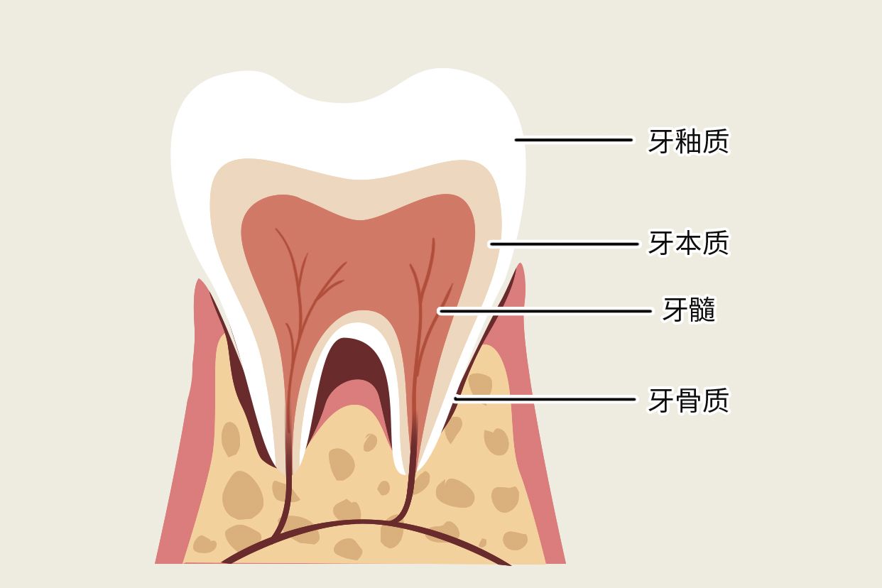 牙骨质牙本质界示意图 牙本质牙骨质位于牙的什么部位