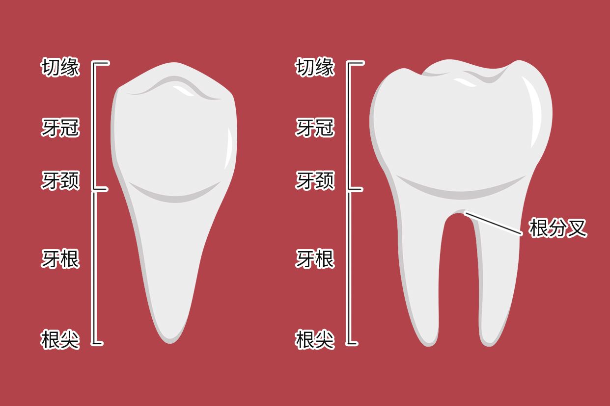牙根颈三分之一图解 尽头牙有三个牙根