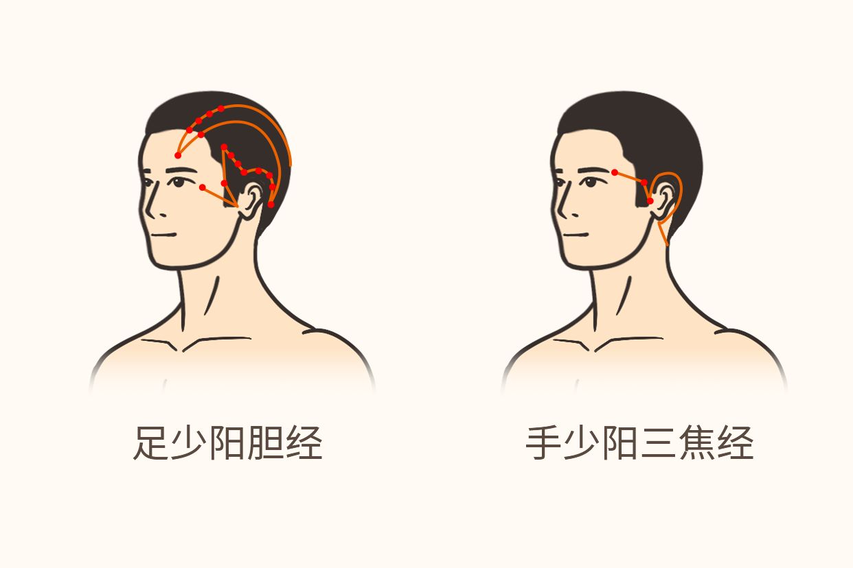 少阳经头部位置图片（少阳经在头面部的分布）