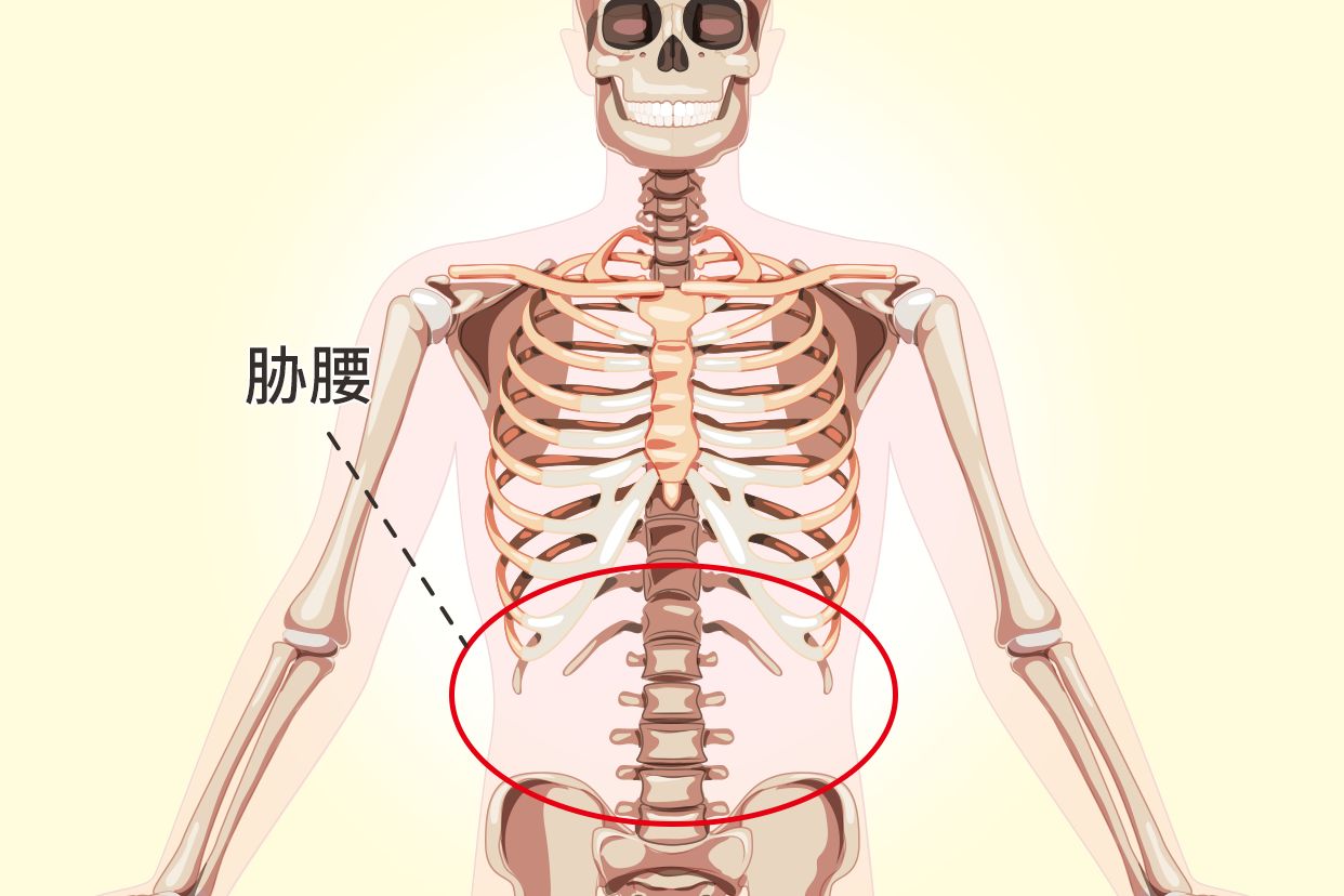 胁腰部位置图 后腰胁部是什么部位