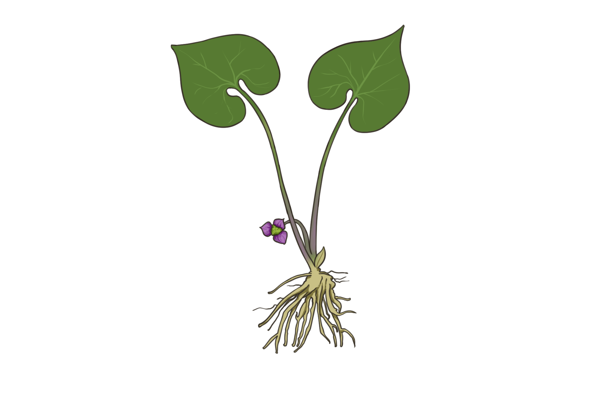 细辛草的图片及功用 细辛草的图片及功用