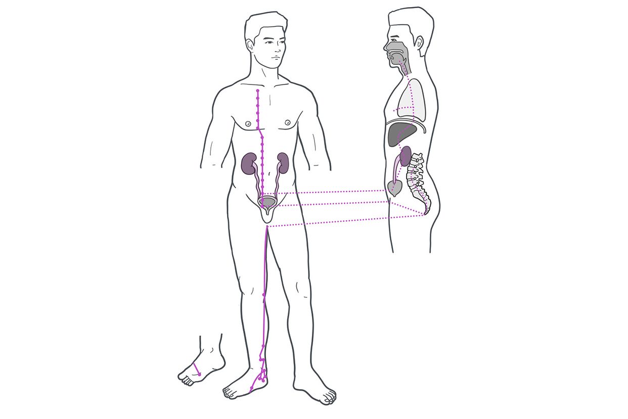足太阴肾经图片 足太阴肾经图片