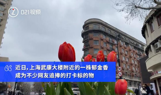 7朵郁金香撑起上海武康路流量 网友：反对郁金香欺诈！