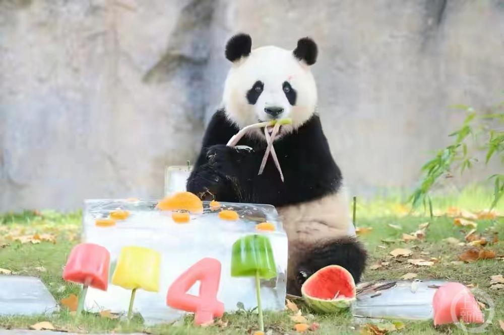 大熊猫“七七”5天没露面 大熊猫七仔