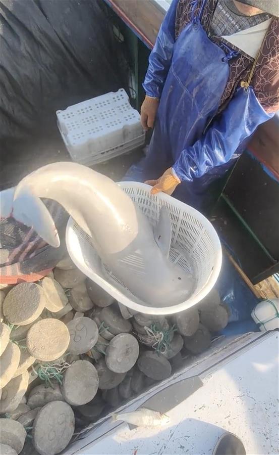 浙江渔民误捕白色“海猪”后放生，官方：是重点保护动物江豚