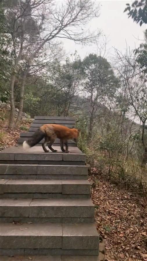 多位杭州市民爬山偶遇赤狐，官方：它已适应野外，勿过多干扰