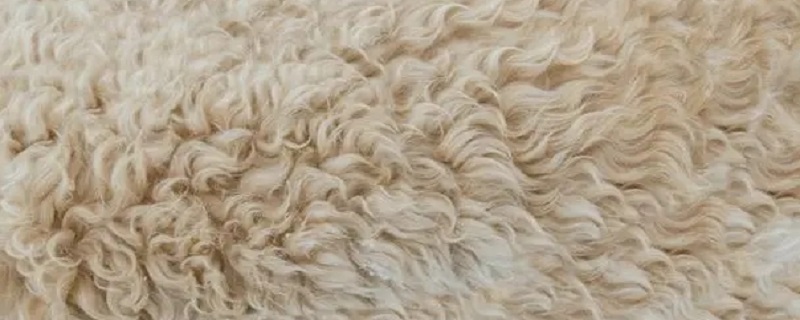 纯羊绒和纯山羊绒区别（山羊绒和羊绒哪个更保暖）