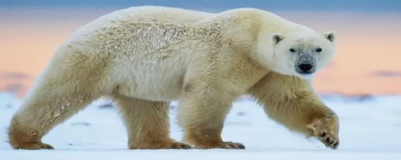 北极熊吃企鹅么 北极熊吃企鹅嘛