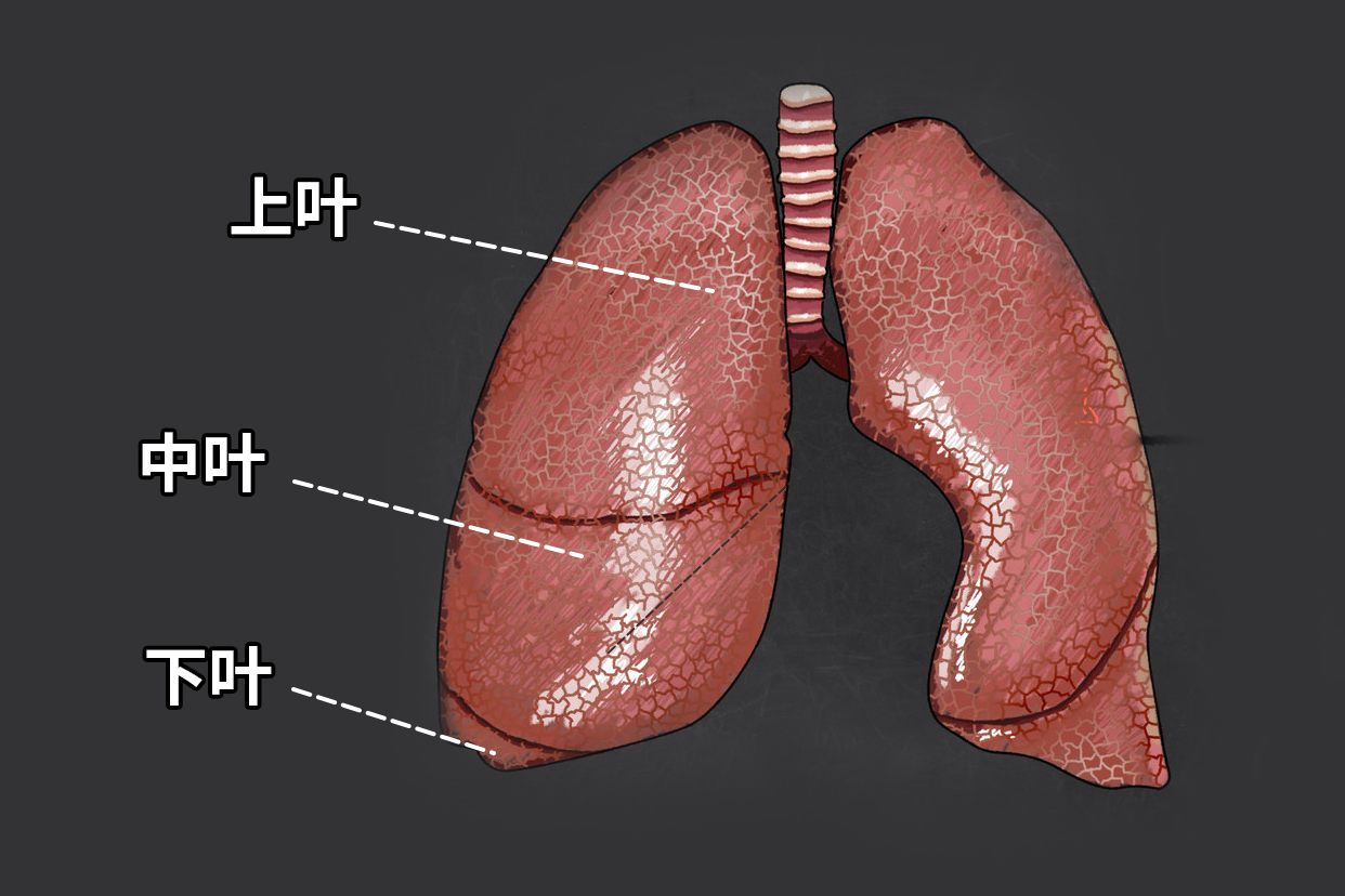 右肺三叶分布图（右肺三叶几个肺段）