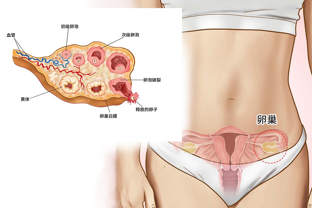 次级卵泡图片 次级卵泡图片手绘