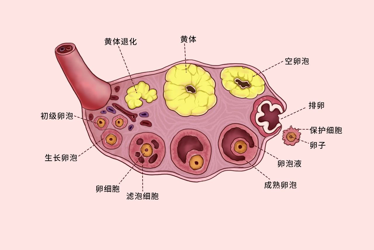 卵细胞不同阶段的组织结构图 卵细胞不同阶段的组织结构图解