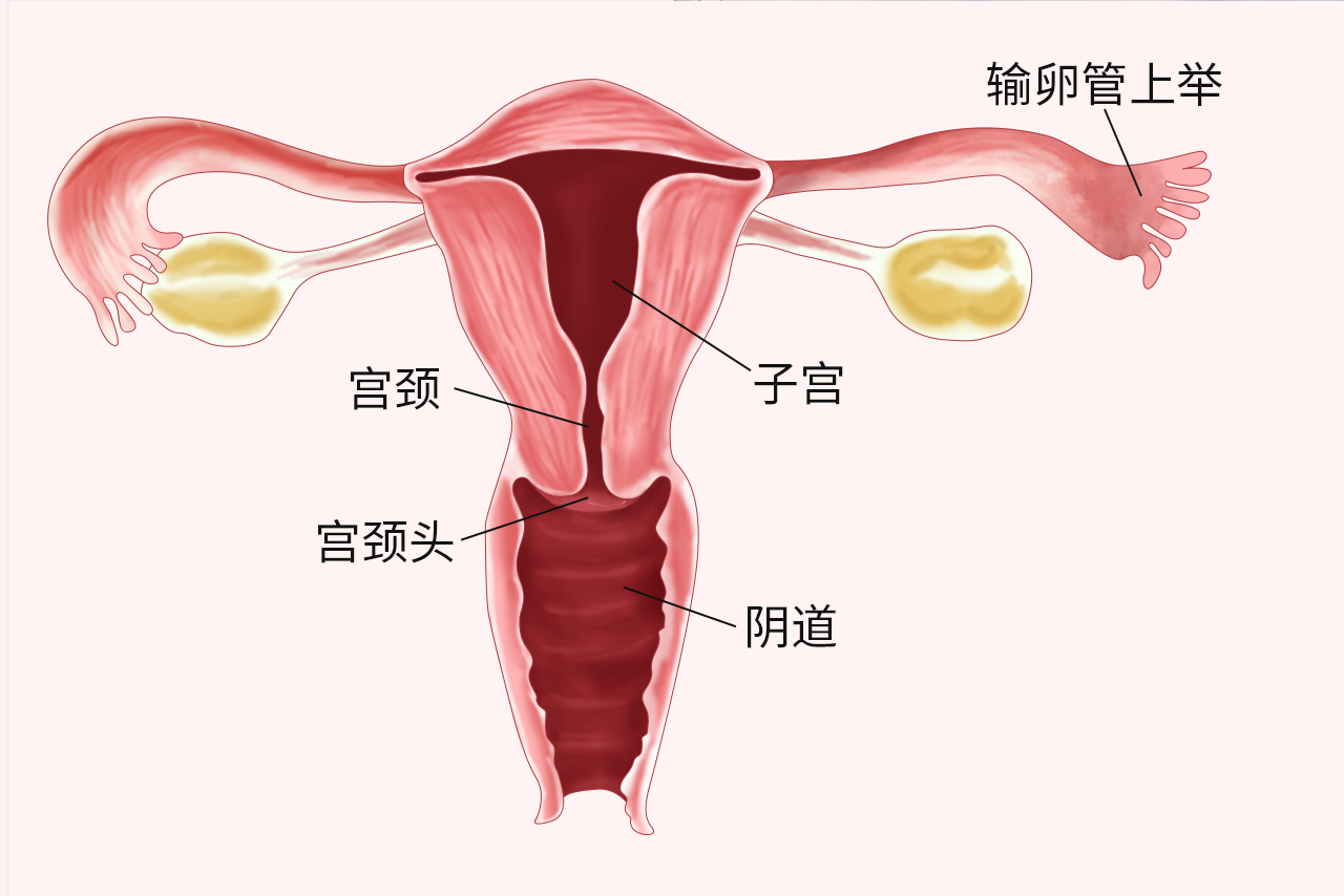 输卵管上举图片位置示意图（输卵管上举是什么样子）